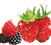 Air Wick Fruity Fragrances